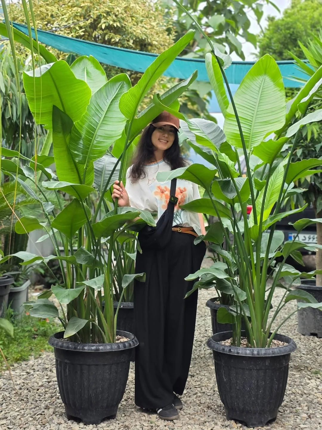 گیاهان اپارتمانی و بیرونی🌱