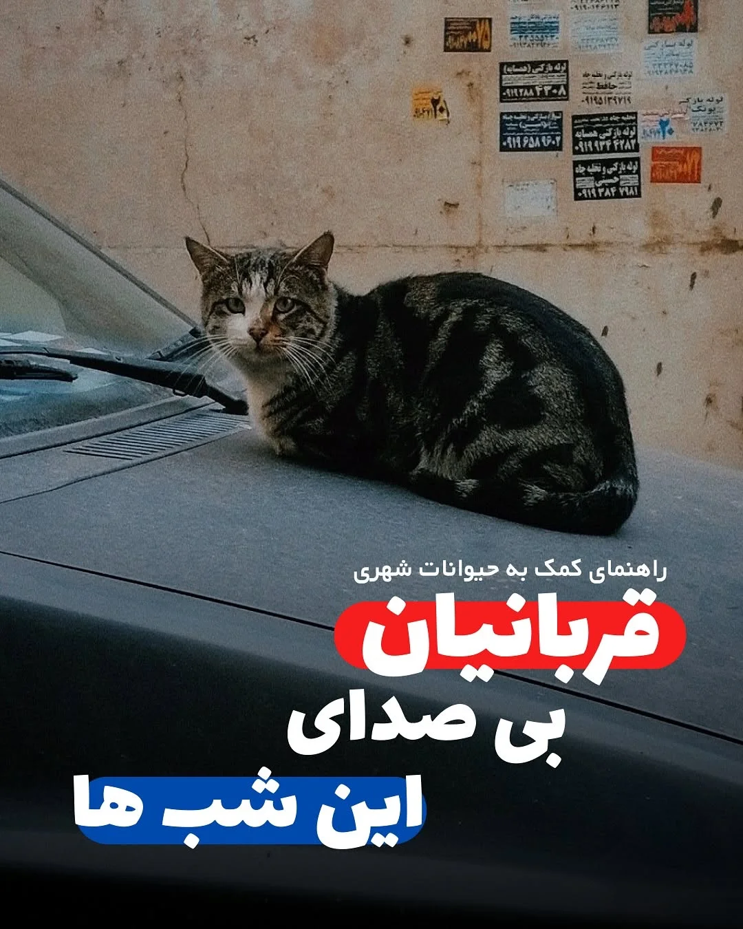 پت شاپ تام و جری